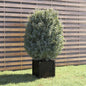 Garden Planter Black 15.7"x15.7"x15.7" Solid Wood Pine
